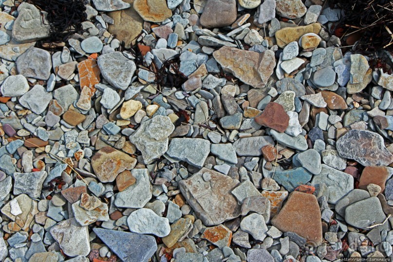 Альбом отзыва "Скалы Джоггинс — прогулка в поисках ископаемых реликтов"